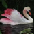 lebed0011