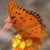 motyl0001a
