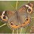 motyl0002a
