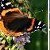 motyl0002c