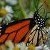 motyl0002d