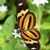 motyl0003