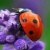 motyl0004b