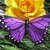 motyl0006