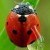 motyl0008a