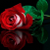 roza0010