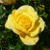 roza0011
