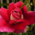 roza0004