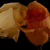 roza0008