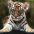 tigr0001