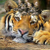 tigr0010