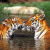 tigr0011