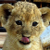 tigr0012