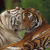 tigr0013