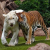 tigr0003