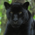 tigr0004