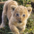 tigr0005