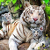 tigr0006