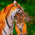 tigr0007