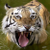 tigr0008