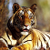 tigr0009